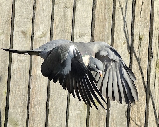 woodpigeon